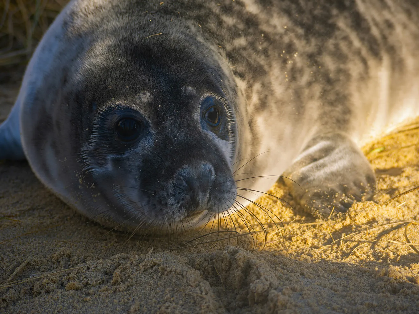 A seal pup…