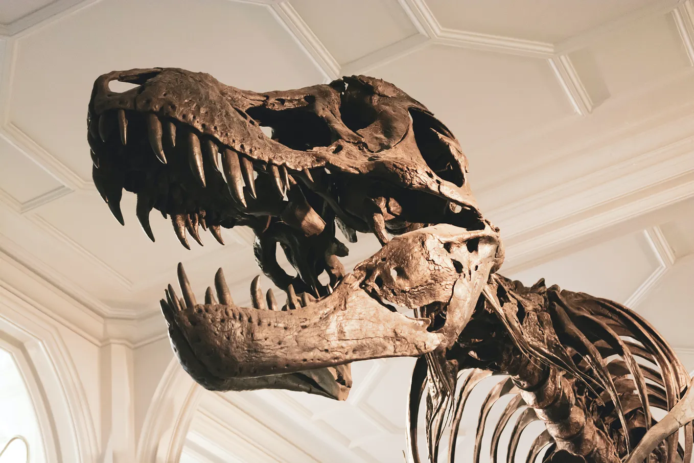 Unveiling the Tyrant Lizard King: 15 Fascinating Facts about T-Rex