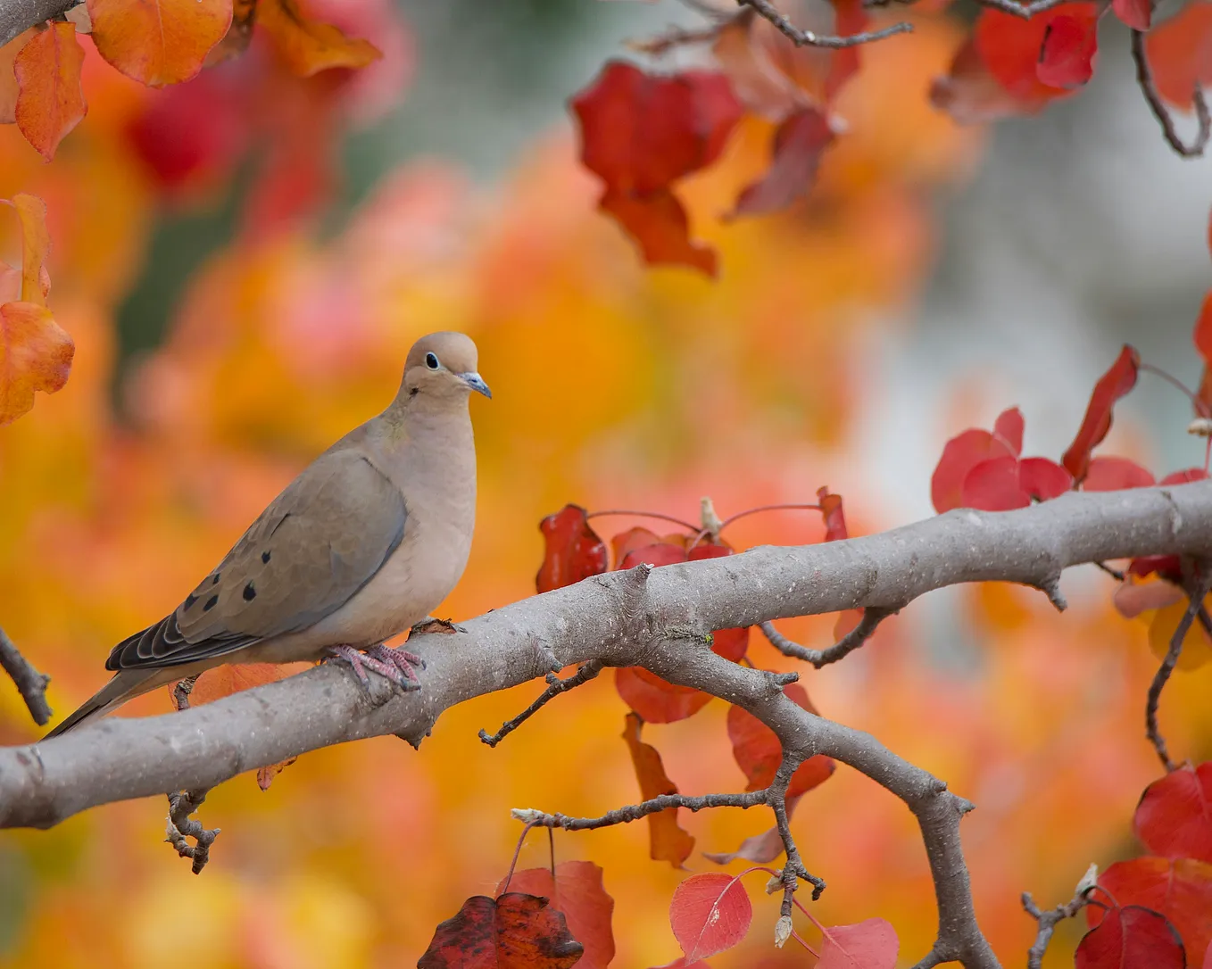 A mourning dove is sitting on a tree branch, the autumn leaves turned red and orange.