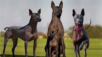 Learn About The Amazing Ancient Hairless Dog From Mexico