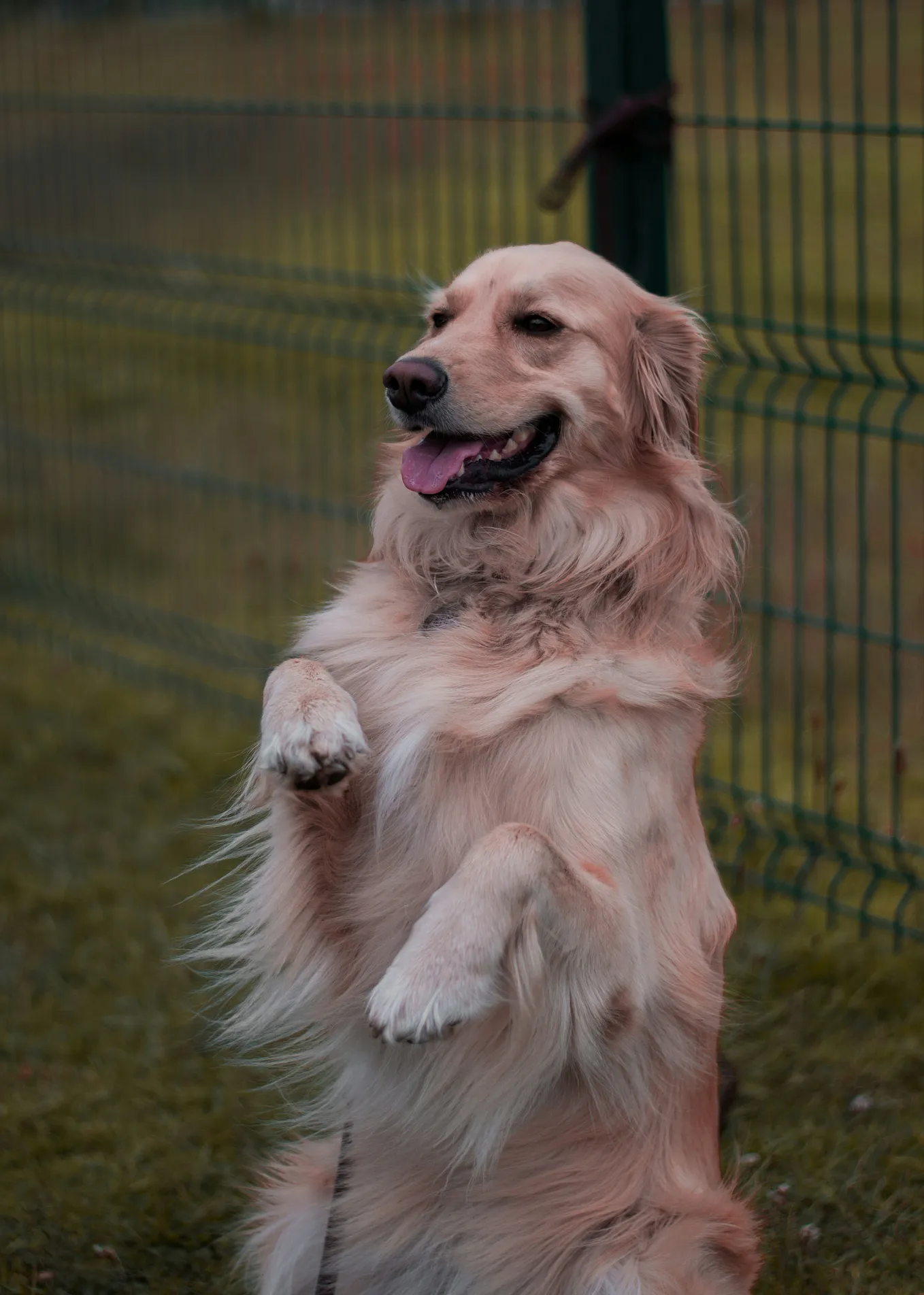 Golden Retriever “Coach” Brings in the Crowd to Watch Him Umpire