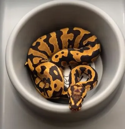 Sphere — Ball Python Allelic Moprhs