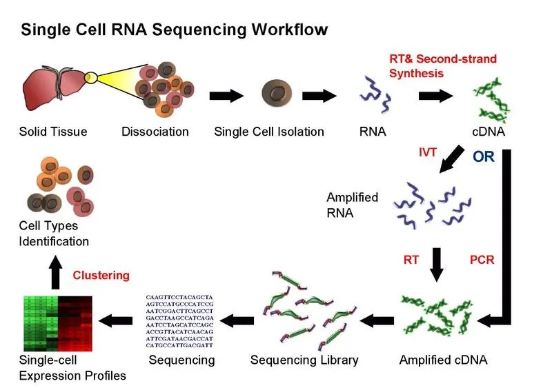 Deep Learning library for enhancing Single Cell Analysis (Part 2) | by ...
