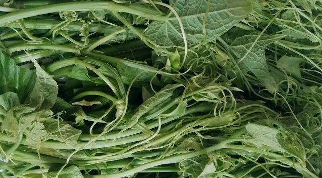 Edible Organic Chayote Leaves