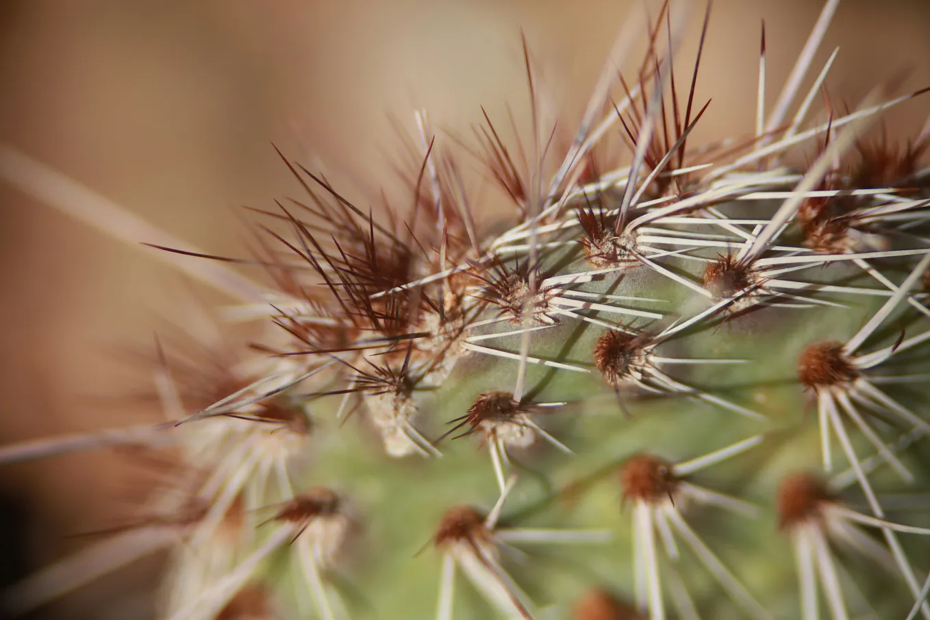 How Long Do Cactus Needles Take to Dissolve? Solutions and Tips