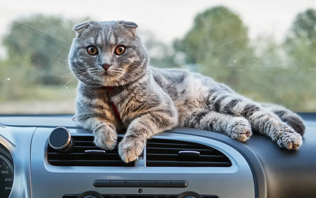 Traveling With Your Cat: How To Make It Less Stressful