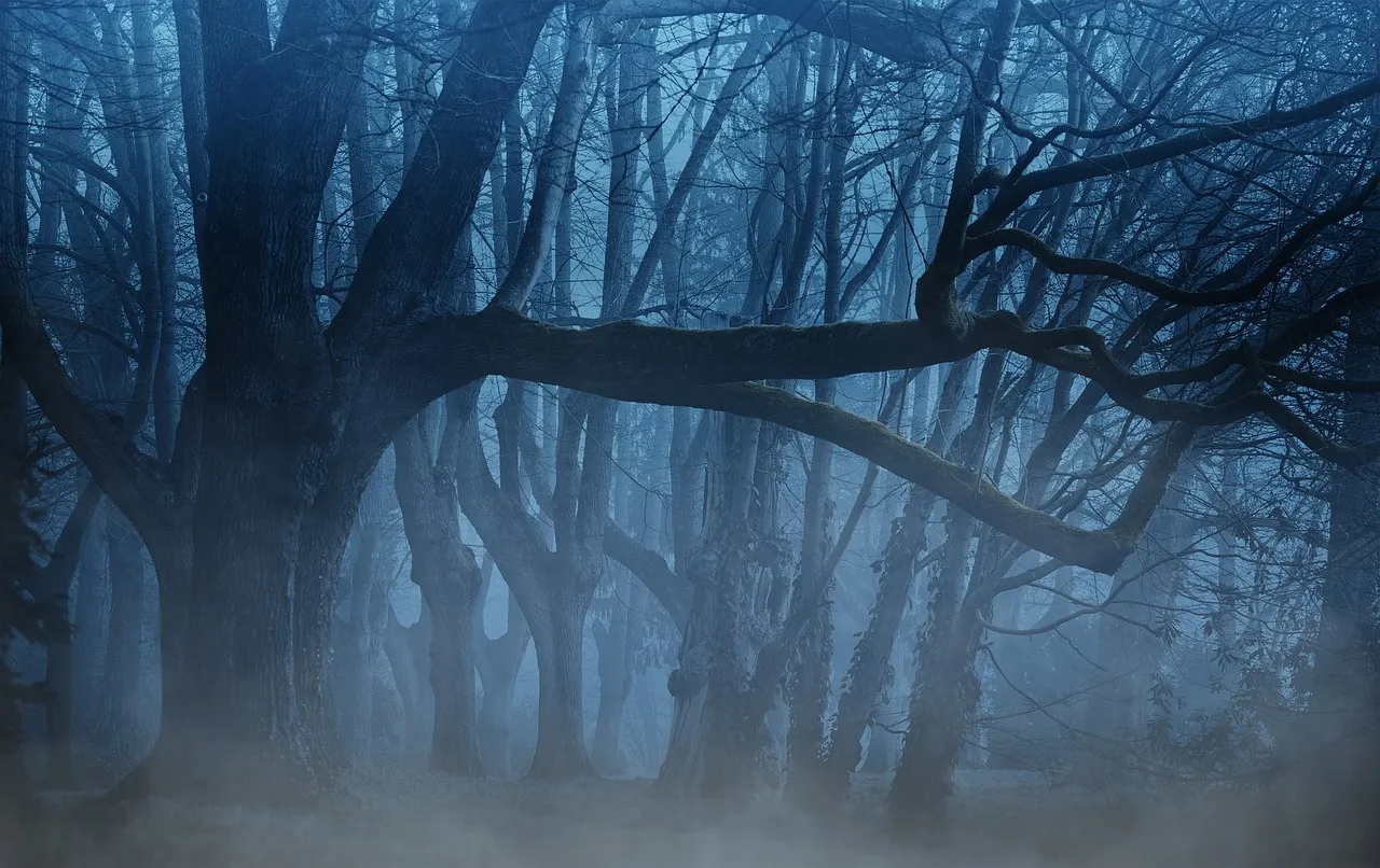 A picture of a dark and scary forest