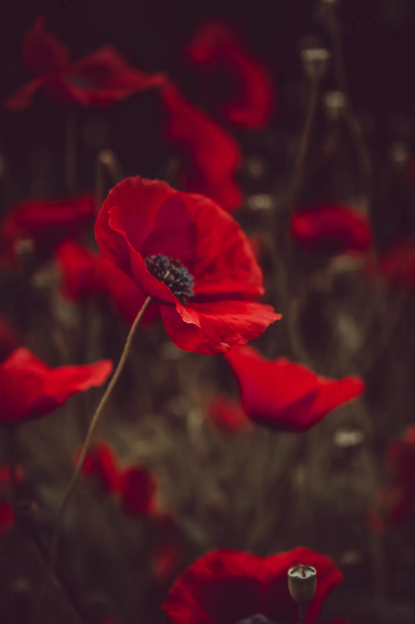 The Remembrance Poppy