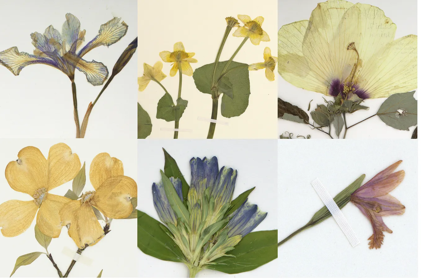 Unveiling the Challenges and Triumphs of Botanical Research: Insights from the New York Botanical…