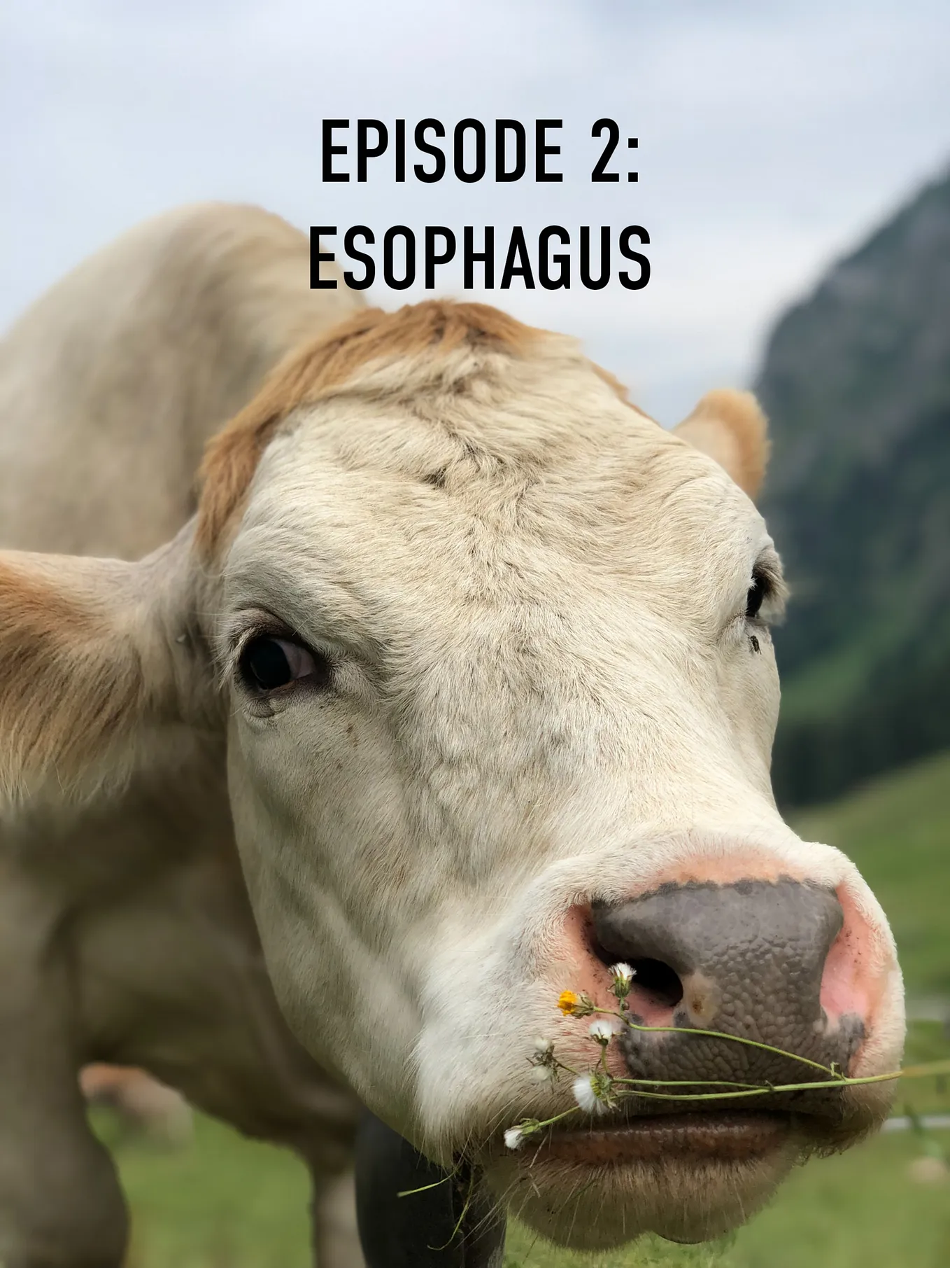 The Ruminant Digestive System: the ESOPHAGUS