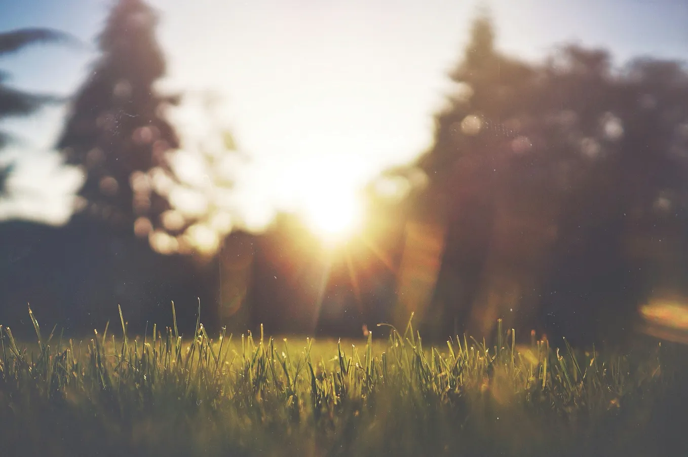 The view of a new day from ground level on grass and looking through trees.