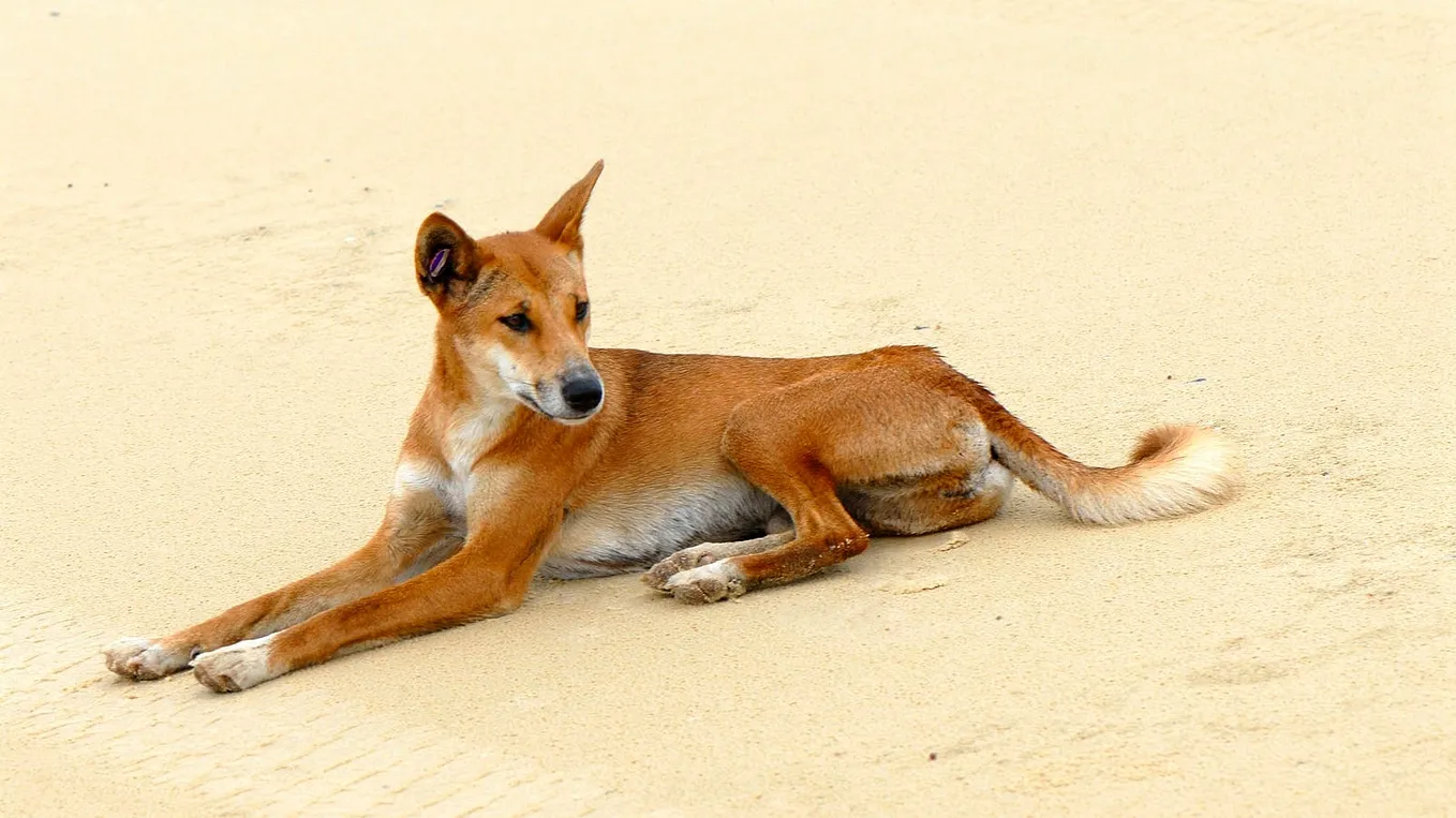 Ancient Genomes Reveal Dingoes Are Not Related To Modern Domesticated Dogs