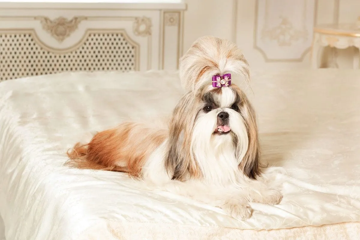 The Most High-Maintenance Dog Breeds