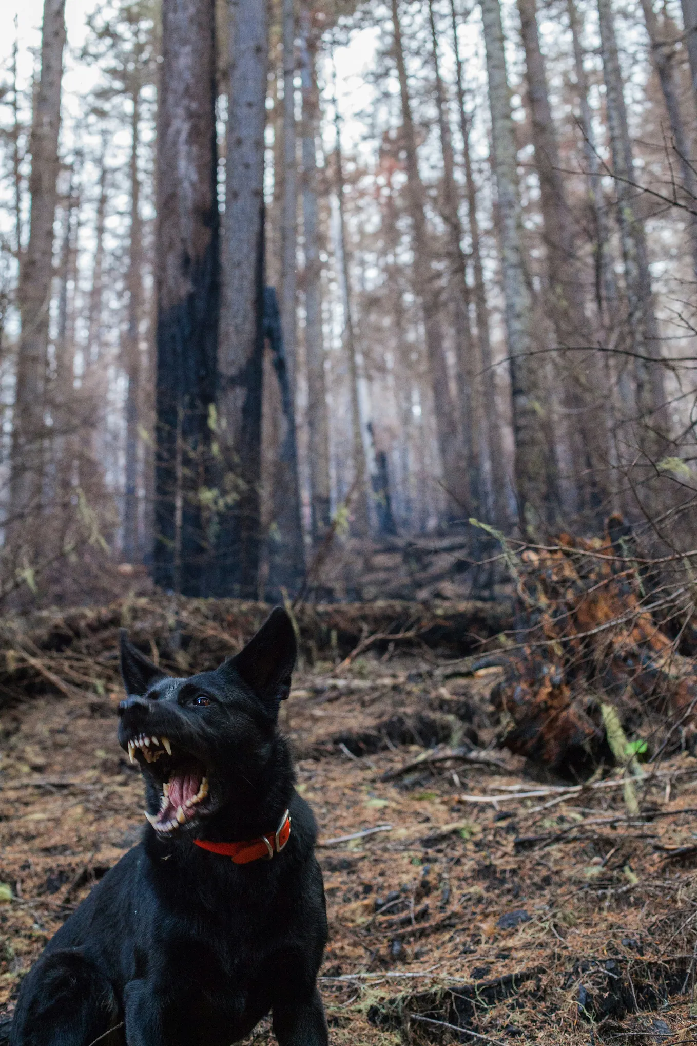 Essential Dog Bite Reporting Laws: States Where Doctors Must Report Incidents
