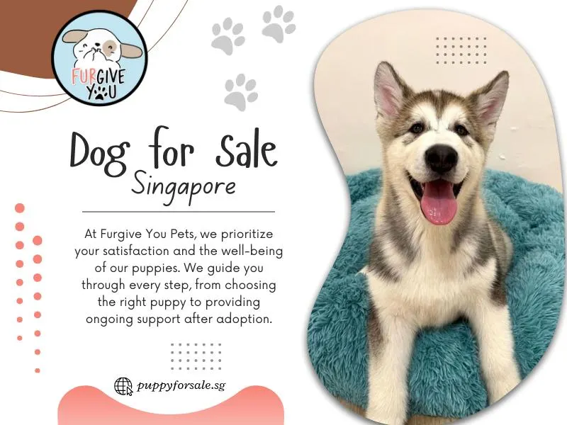 Dog For Sale Singapore