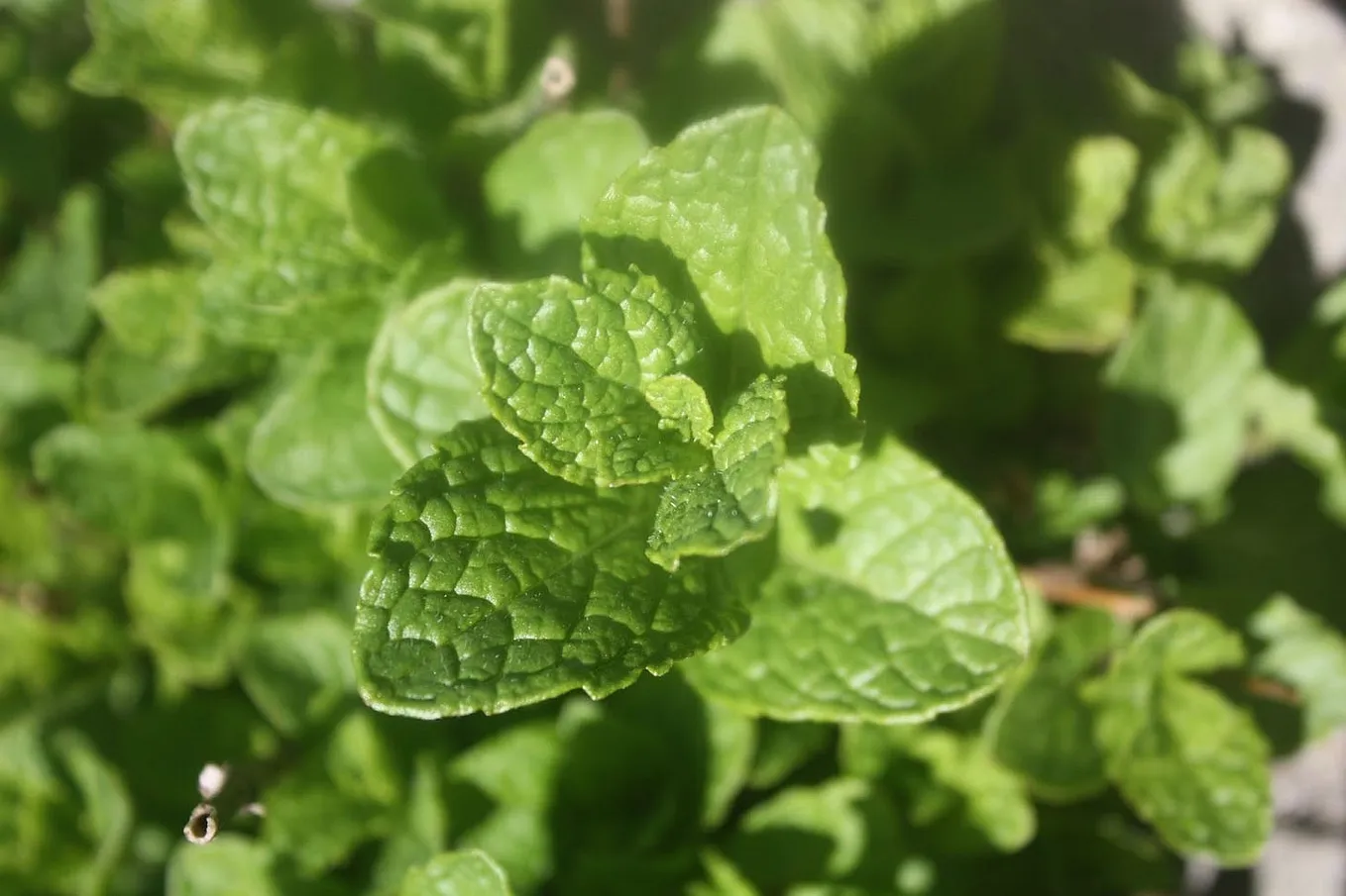 The Skin Benefits of Spearmint