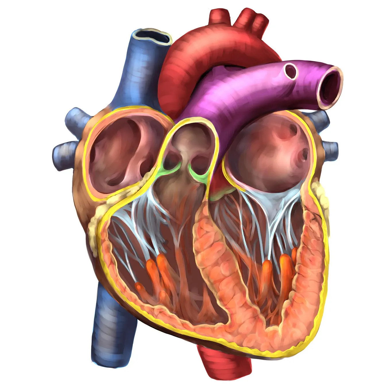 How I Built the Lungs & Breathing Animation in Unity | by Tanisha | Apr ...