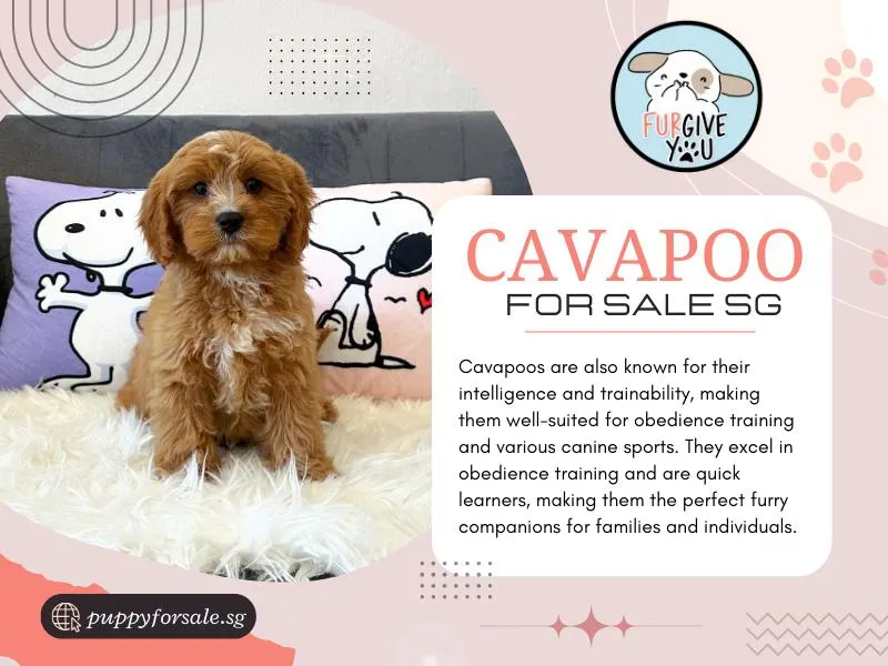 Cavapoo SG