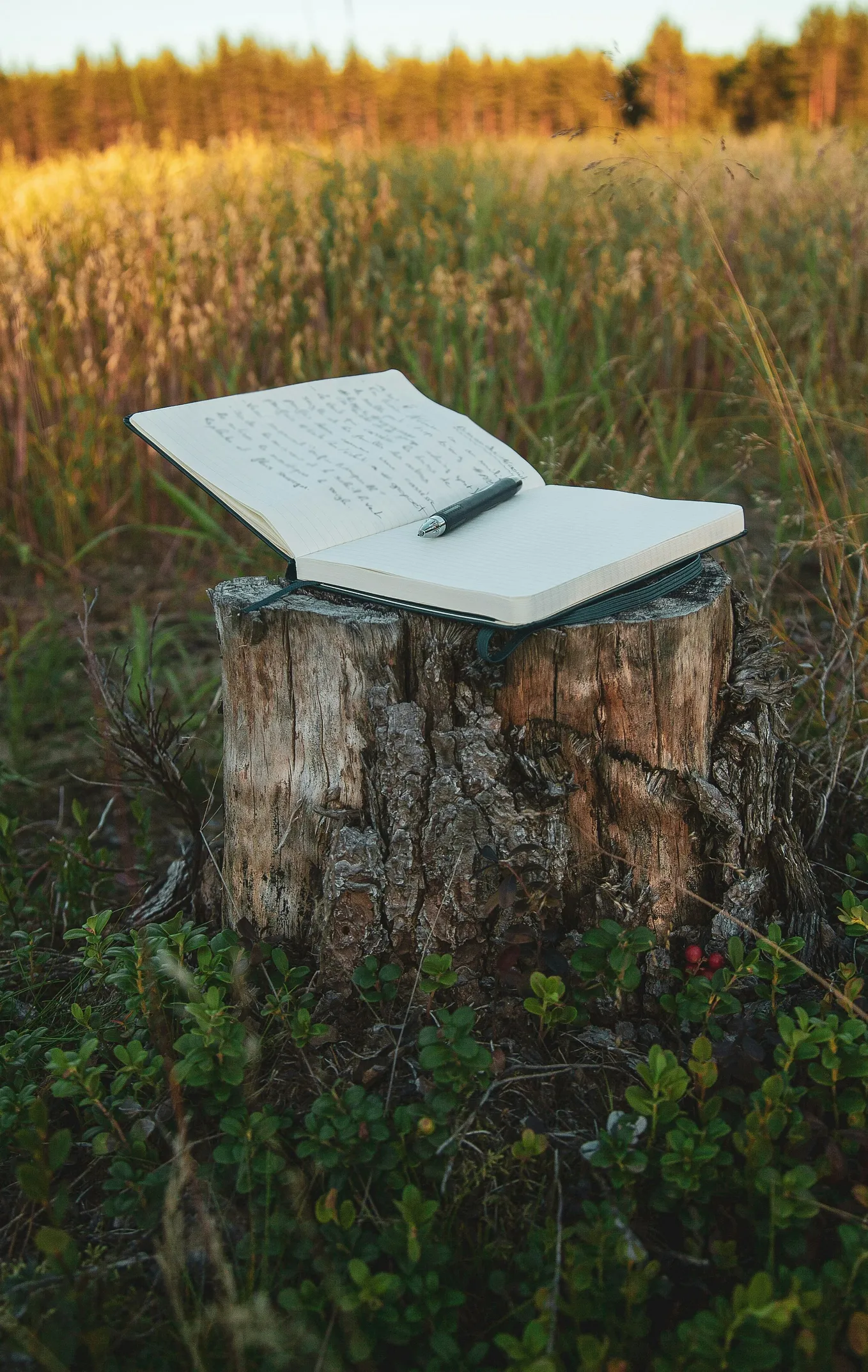 Beautiful meadow with a tree stump, notebook opened sitting on tree stump, pen on notebook, lovely grass everywhere, inspired to write.