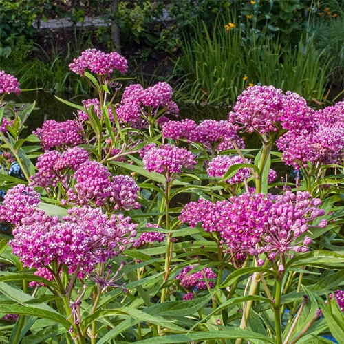 Essential Plants for a Thriving Landscape