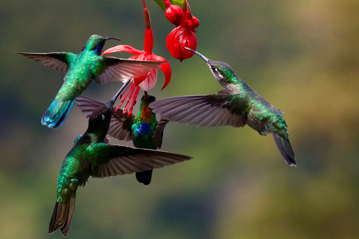 A Hover of Horticultural Helicopters