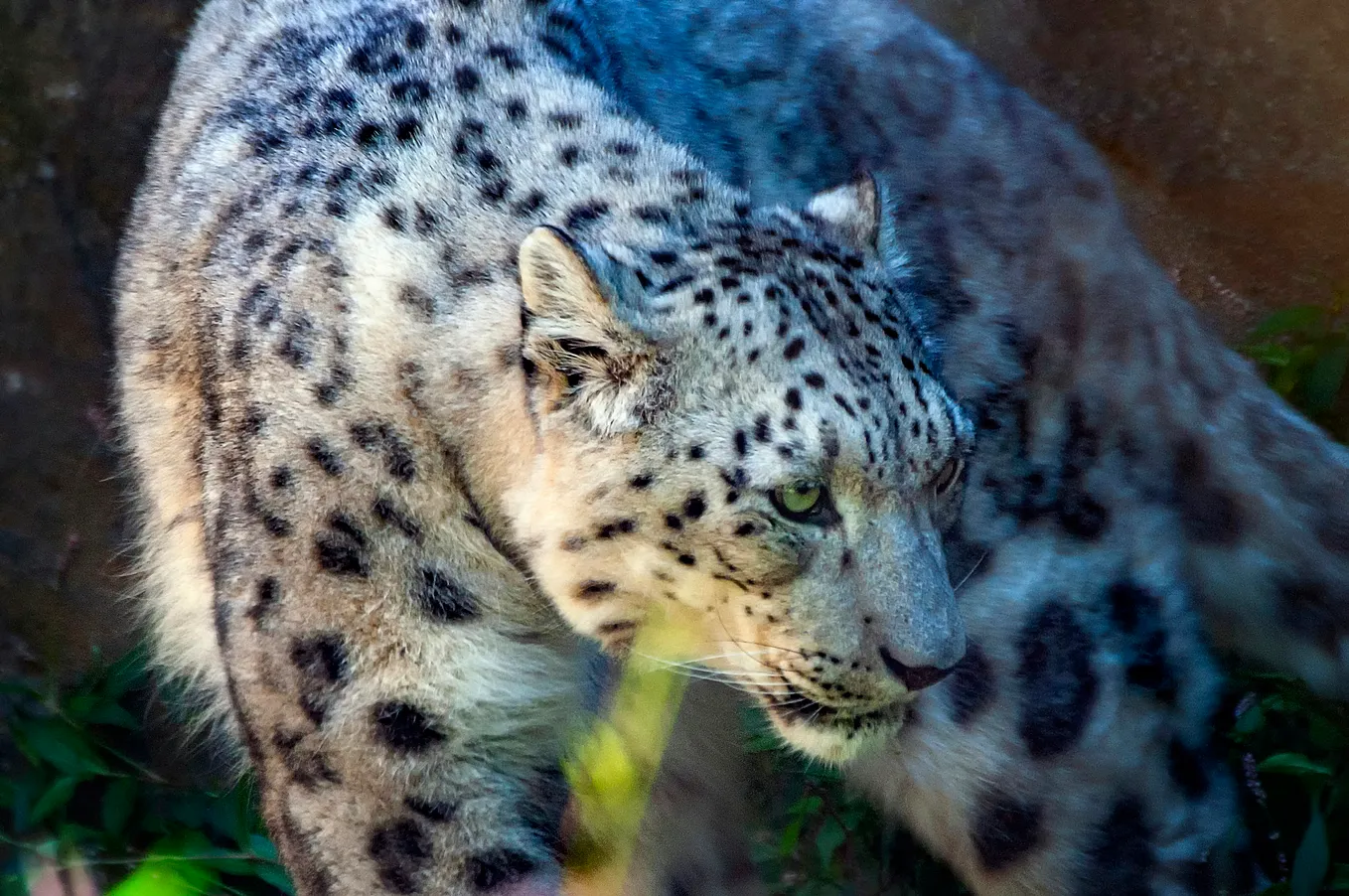 Big Cats Chant Parsley, Sage, Rosemary, and Thyme?