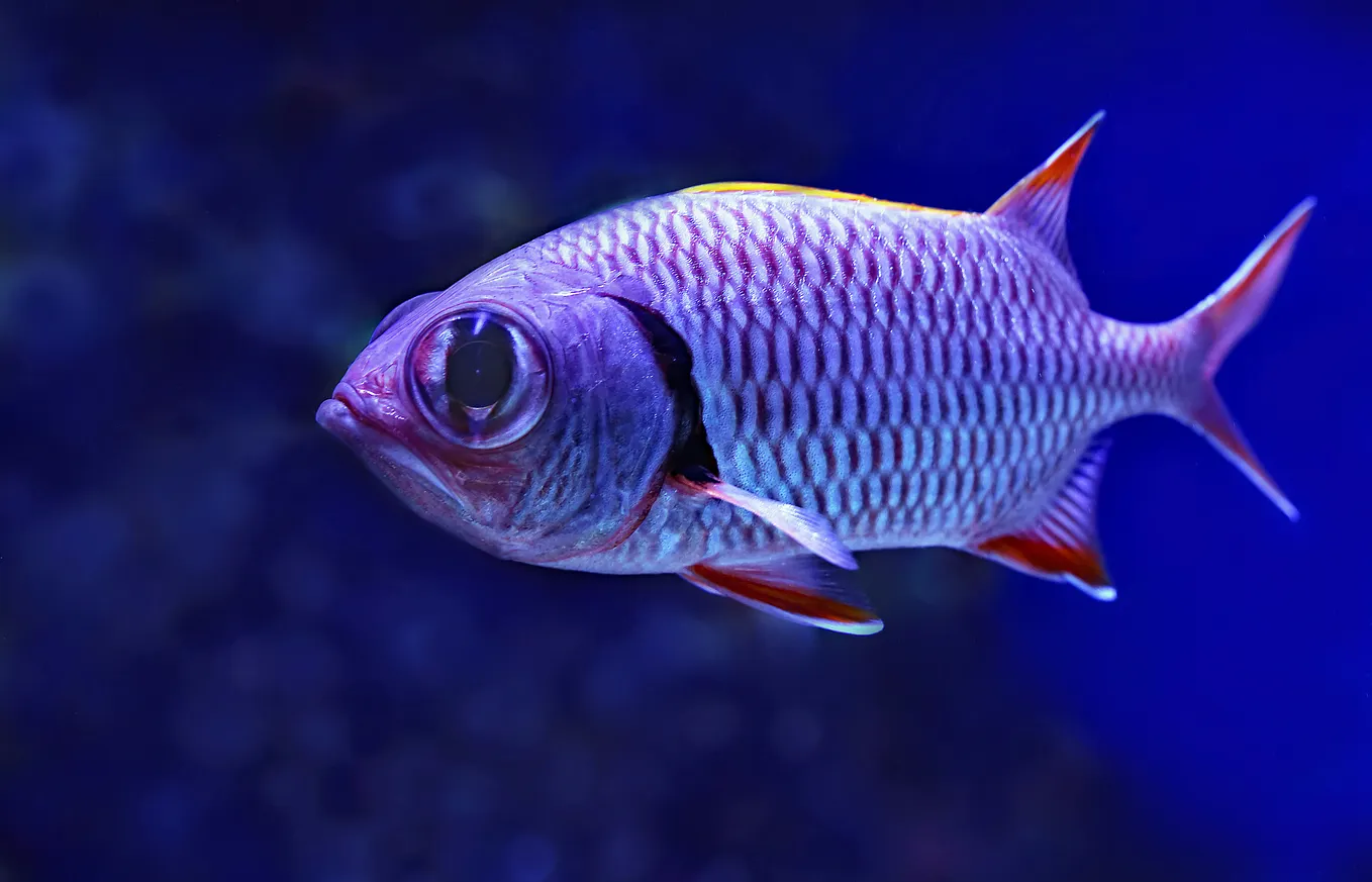Is Your Memoir a Fish?