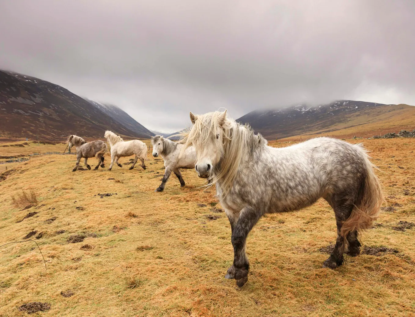 Four ponys on a large scottish estate used to carry stags down from the hills after a hunt