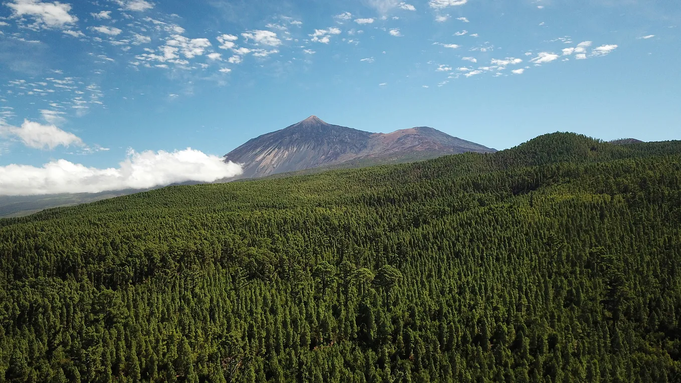 a picture of the volcano mount Teide with the pine forest in the foreground.