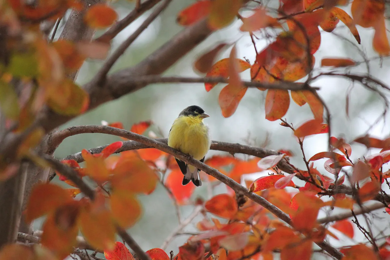 “Goldfinch”