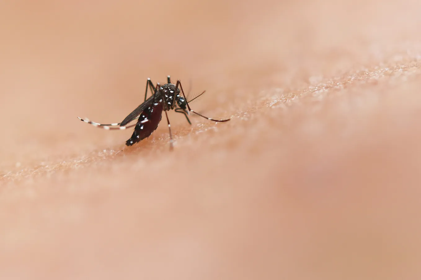 Why Do Mosquito Bites Make You Itch?