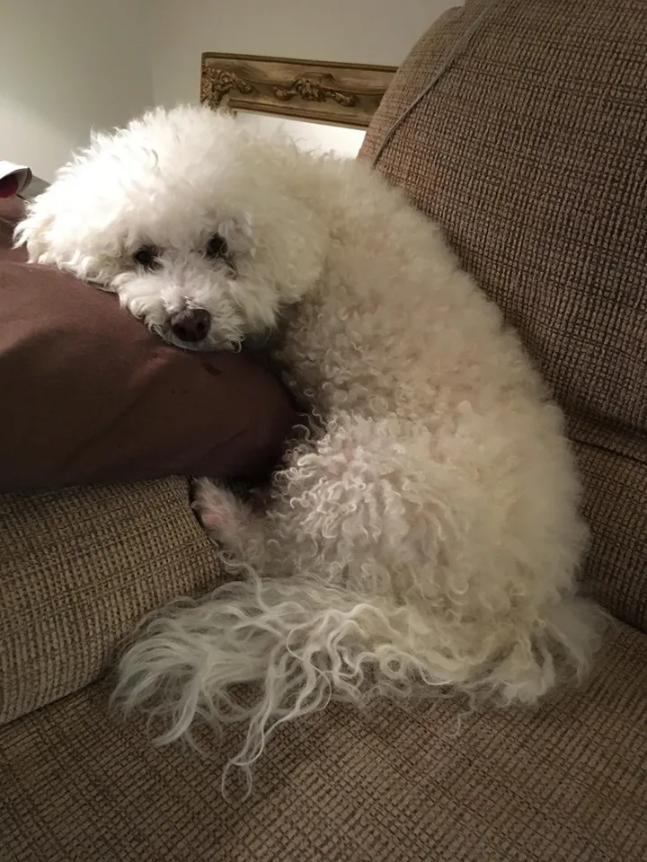 A fluffy, white, Bichon Frese lies with its head on a pillow on the arm of a chair looking toward the camera.