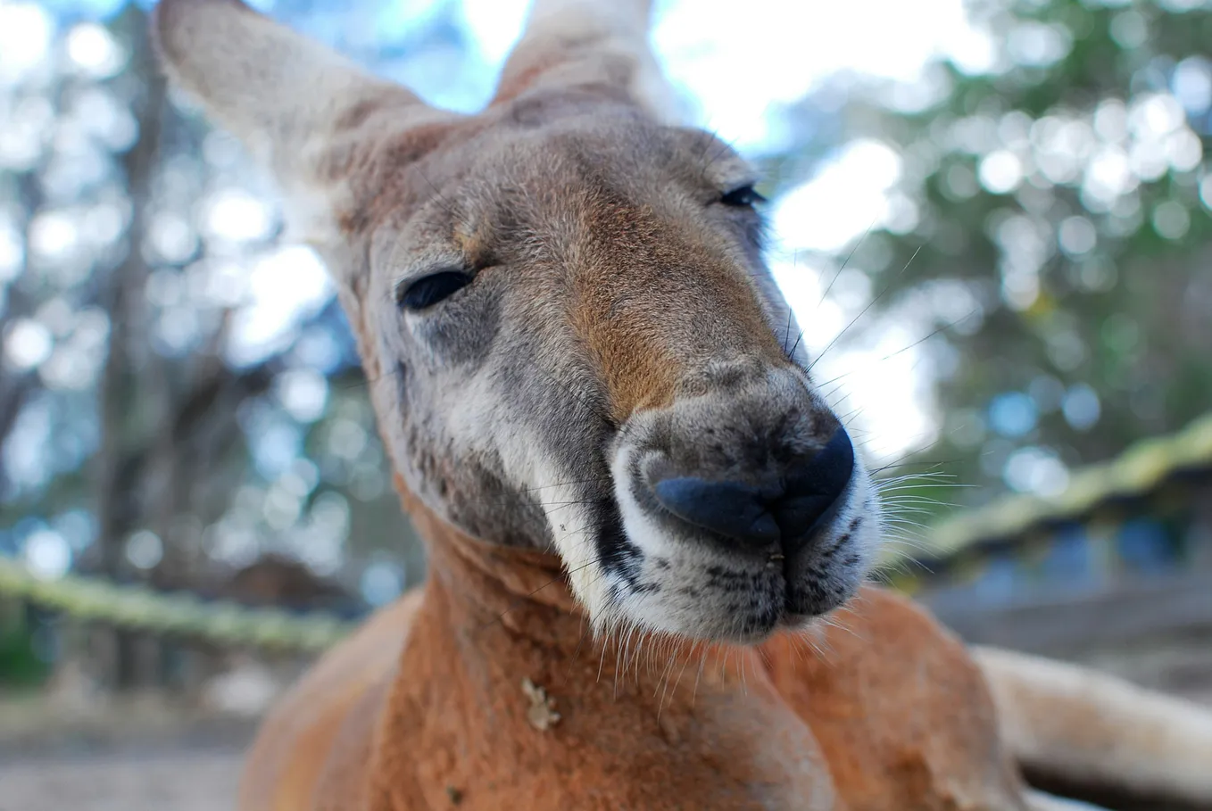 The writer has pictured the face of an older kangaroo with a look of wisdom.