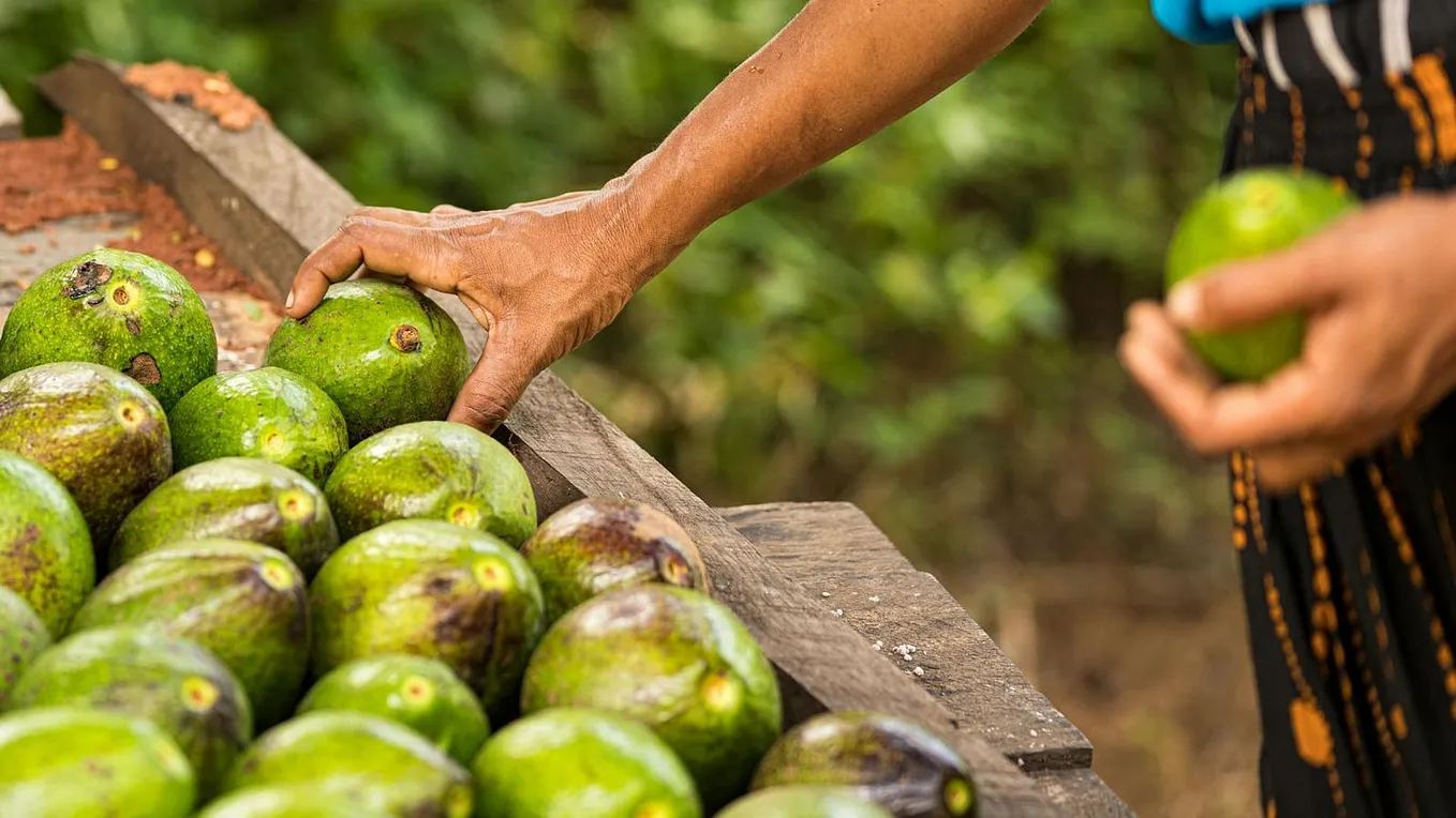Avocados Were Domesticated 7,500 Years Ago According To Fossil Evidence