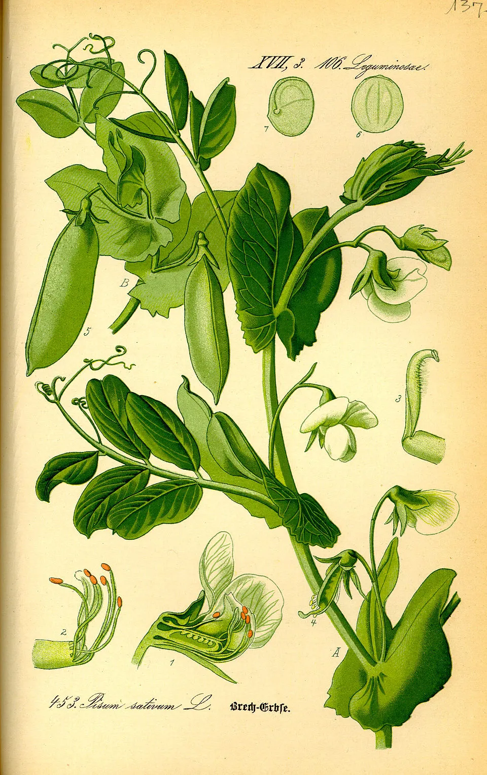 Rapunzel’s Vegetable: Rampion — A Botanical History | by Danielle ...
