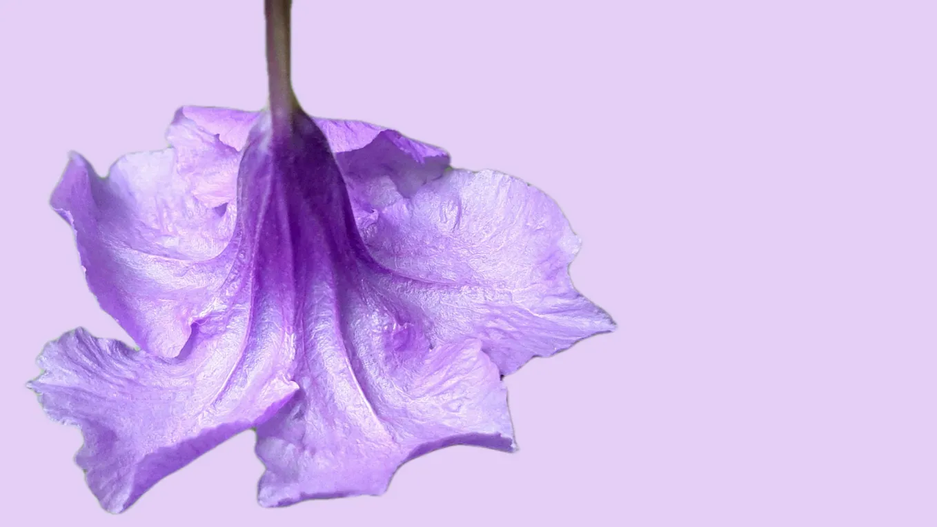 a beautiful image of a purple flower on a stick on a light lavender background