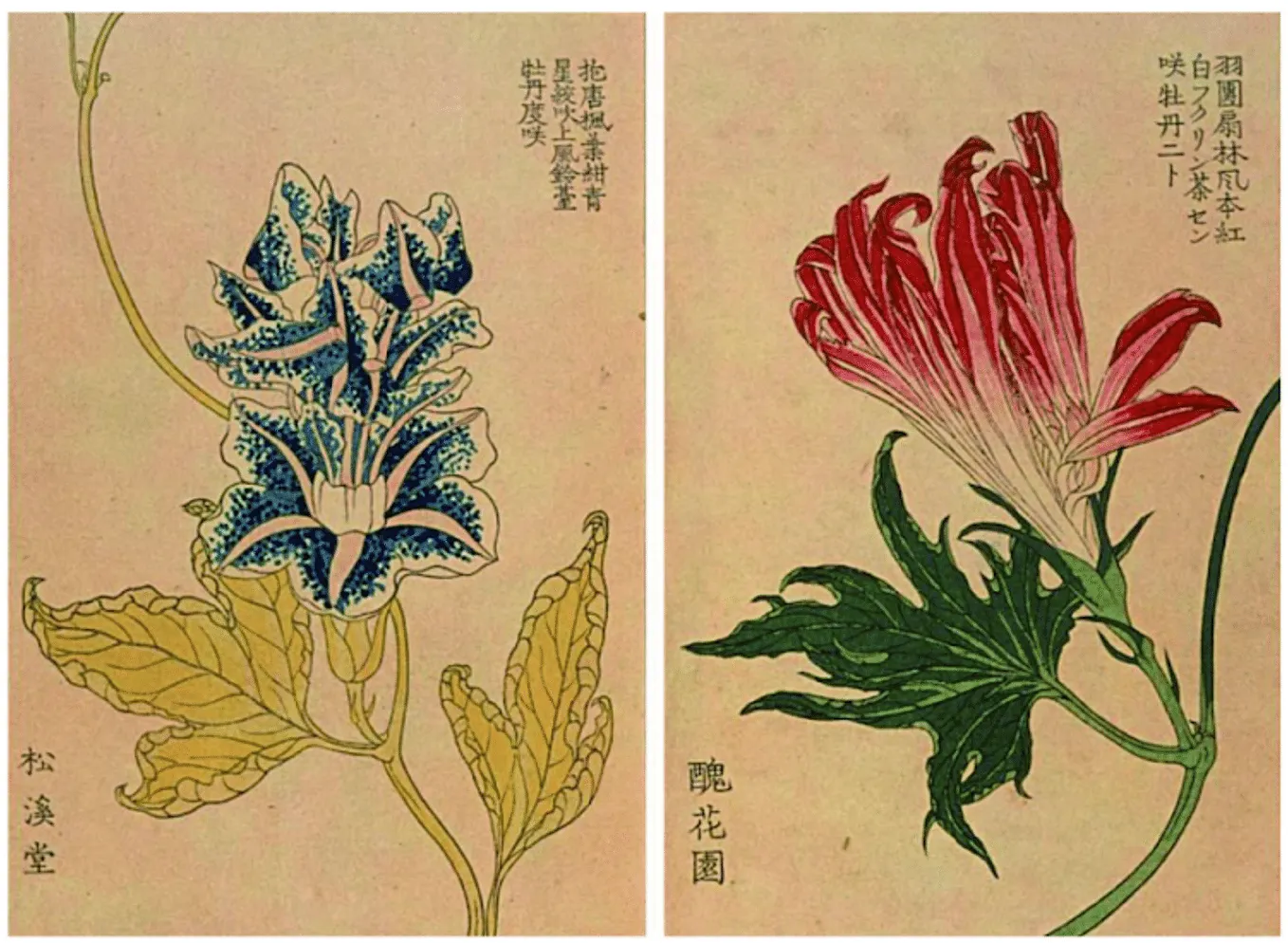 HASU | 蓮 : The Ibuki of July — A Sacred Flower Gracing the Waters