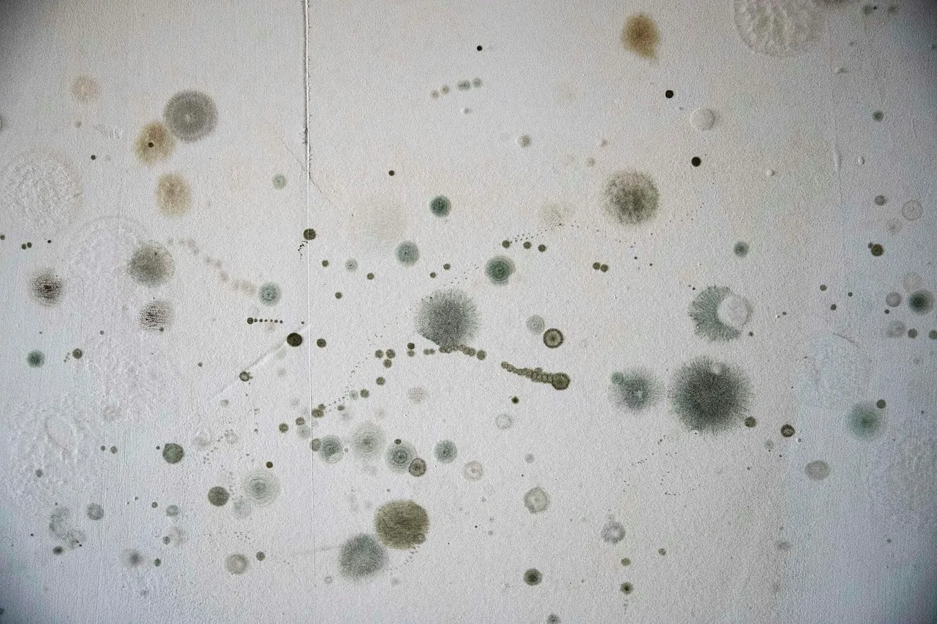 Should I worry about mold growing in my home?