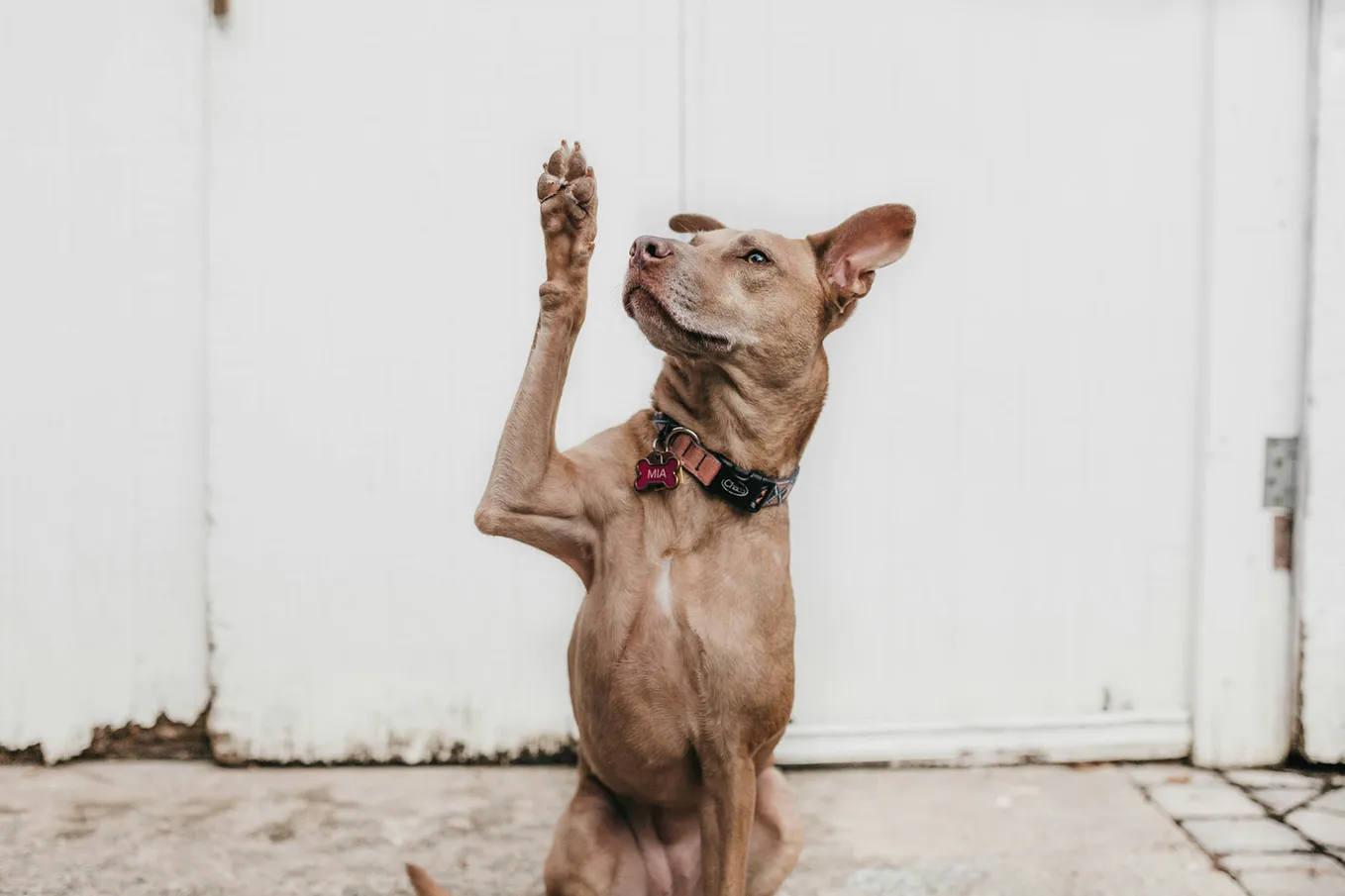 Dog raising a paw as if to ask a question.