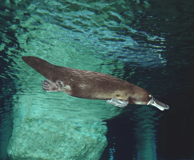 The Curious Life of a Platypus!