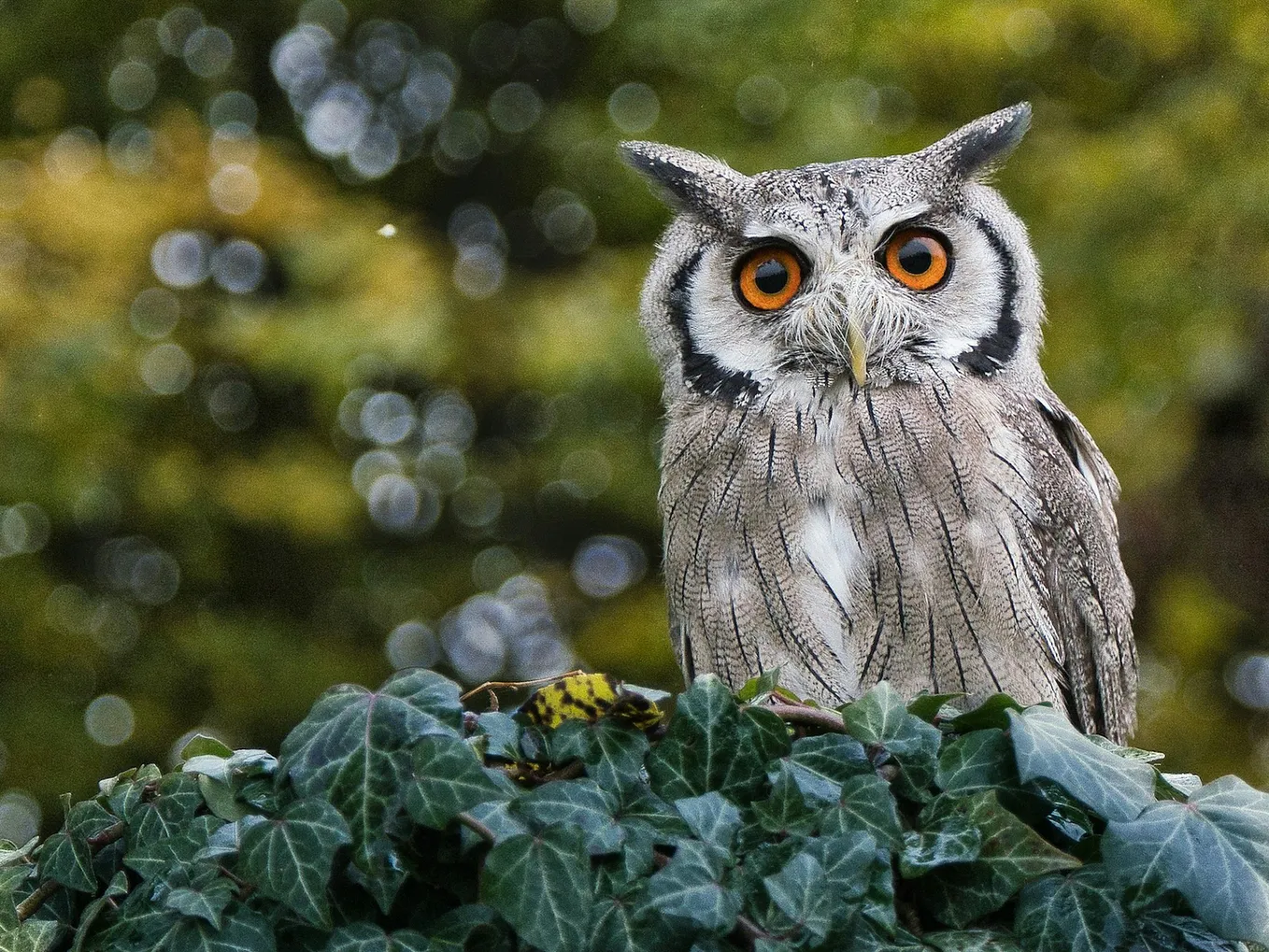 Owls: Known for their big eyes and silent flight, owls hunt small animals at night.