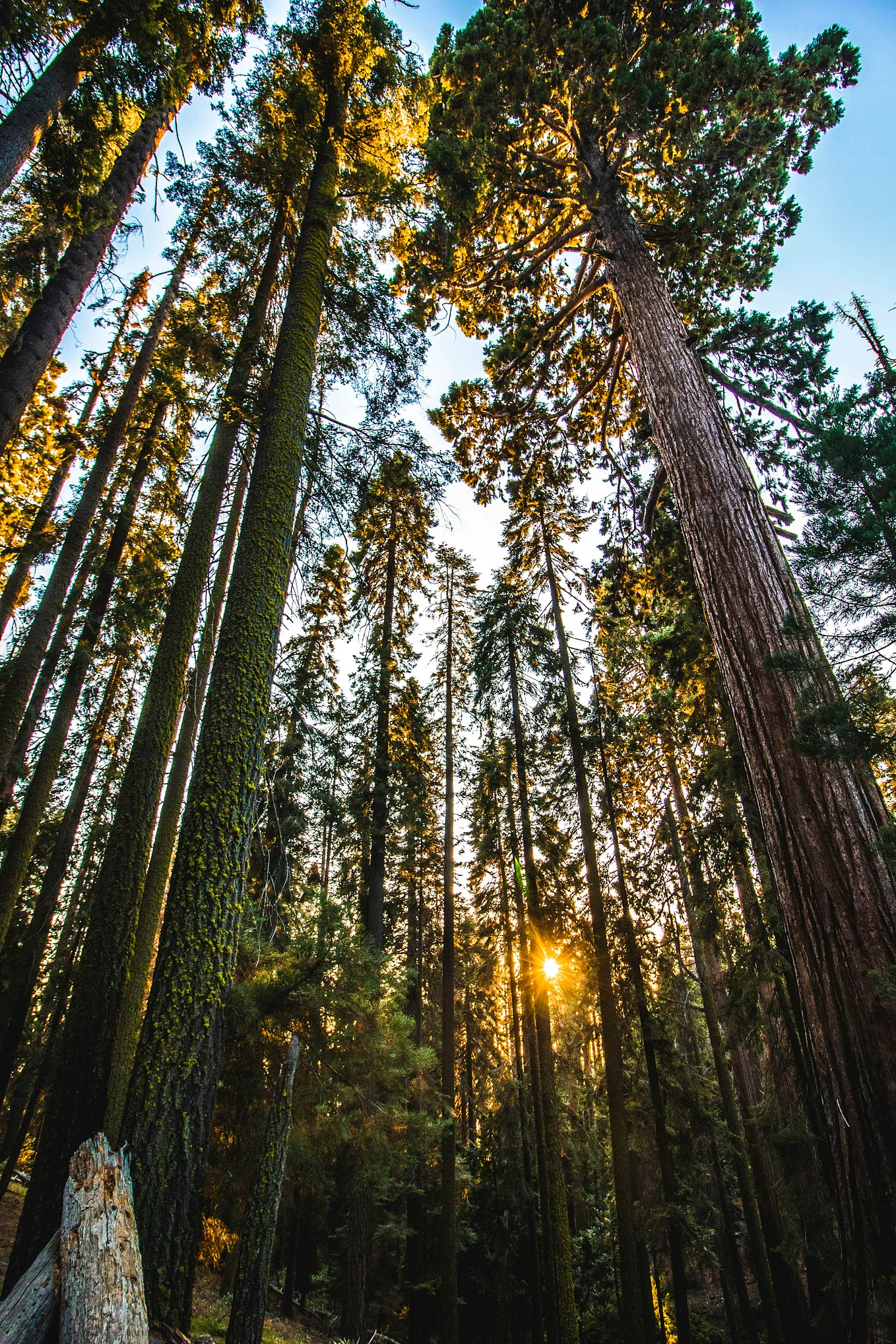 trees rising to the sky