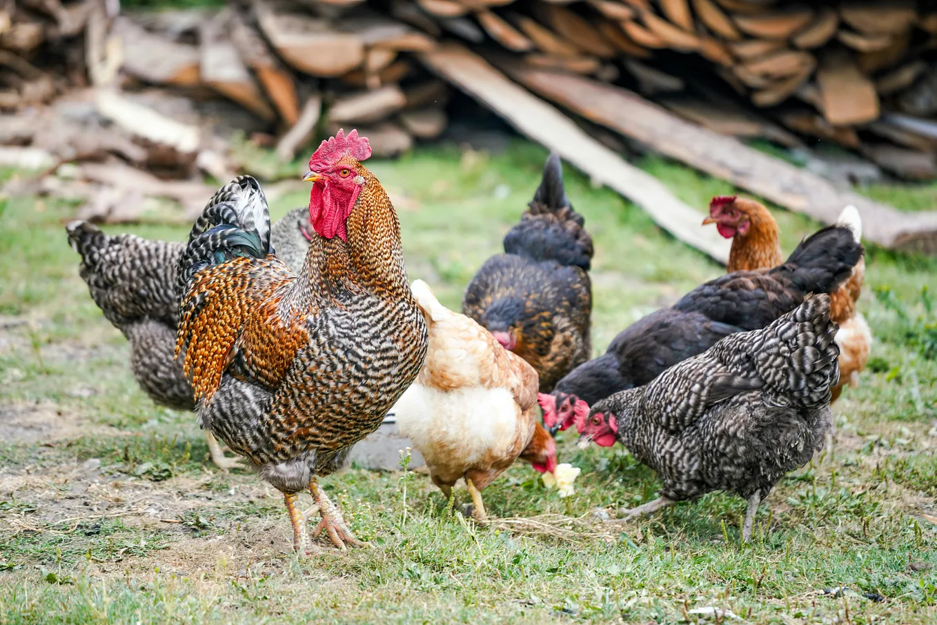 Do Chickens have their own place in their coop.