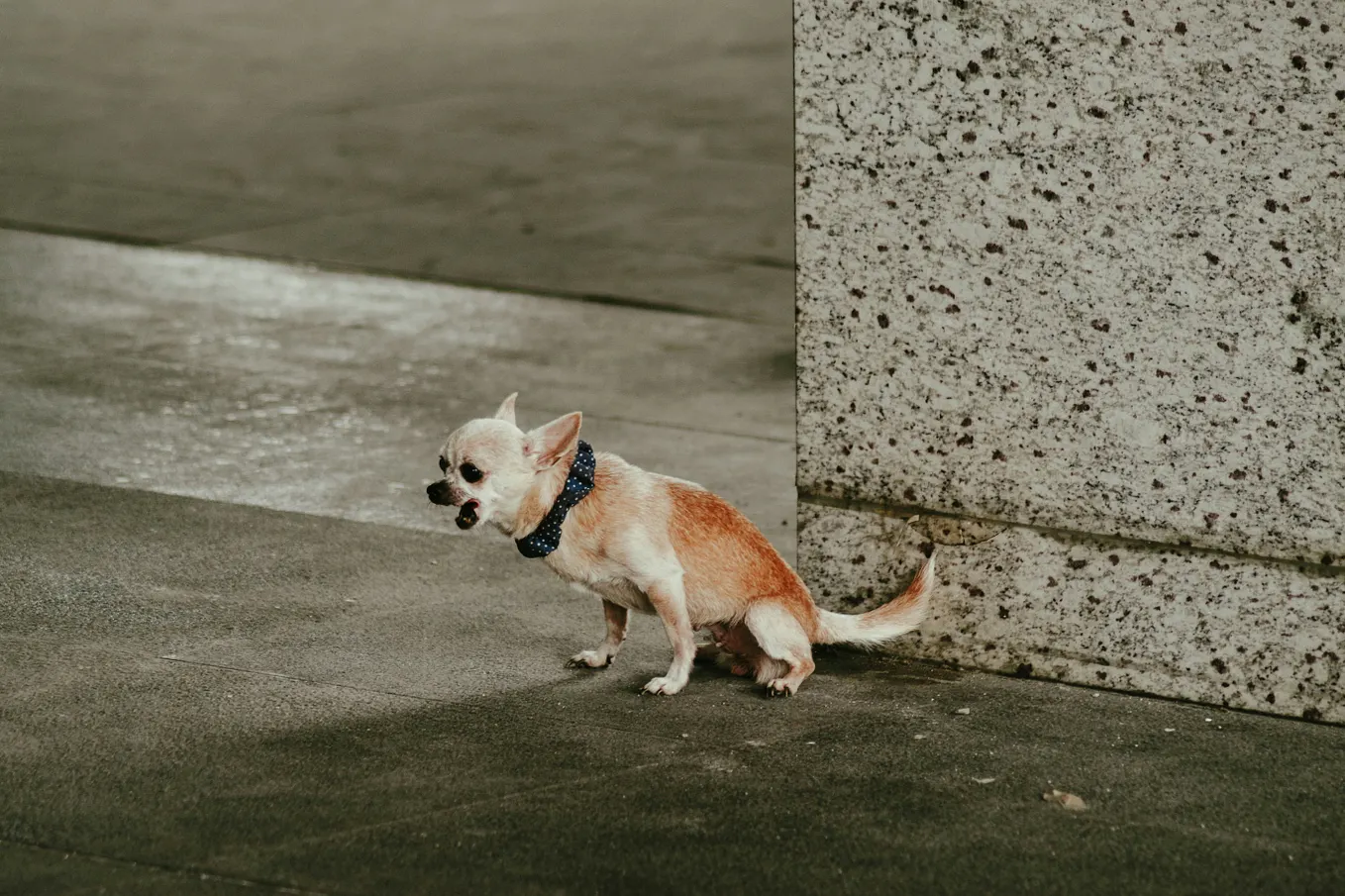 She Wouldn’t Pick Up Her Dog’s Poop, So I Started Delivering It to Her Car