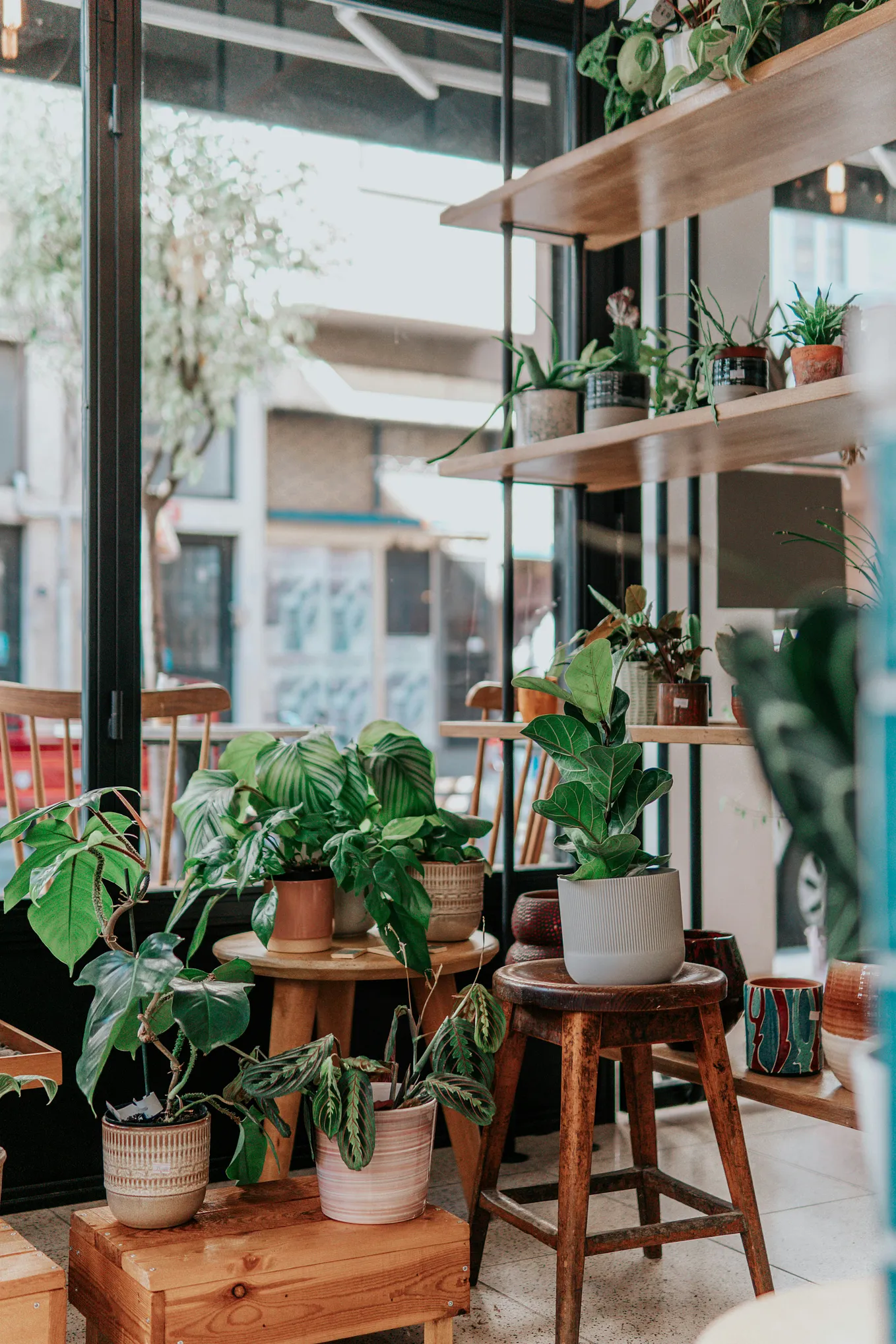 A room full of house plants.