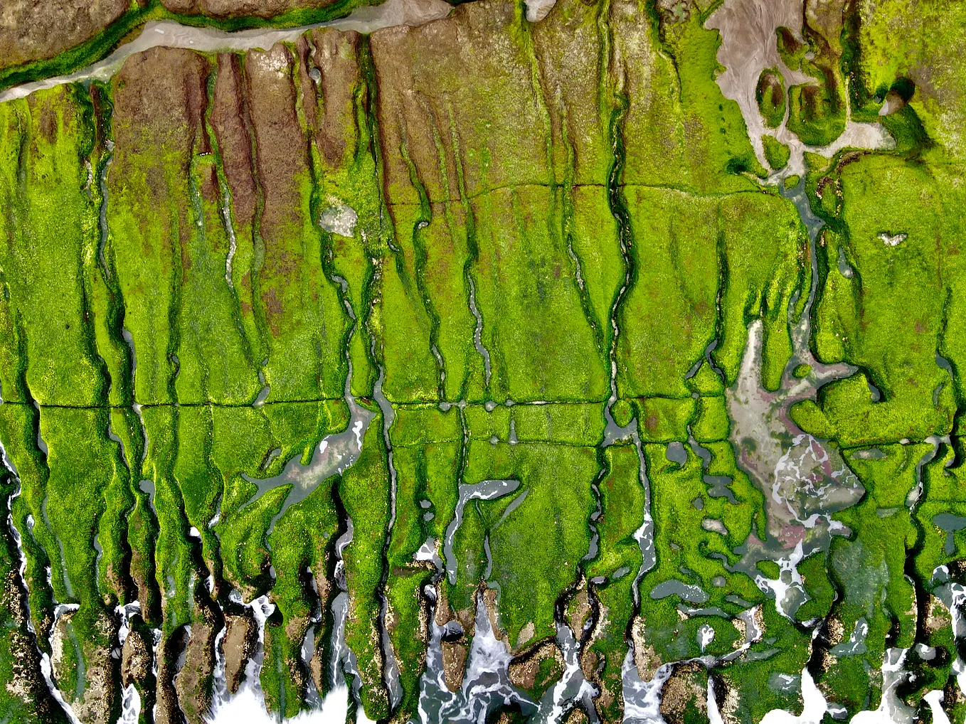 The Complexity and Wide Use of Algae