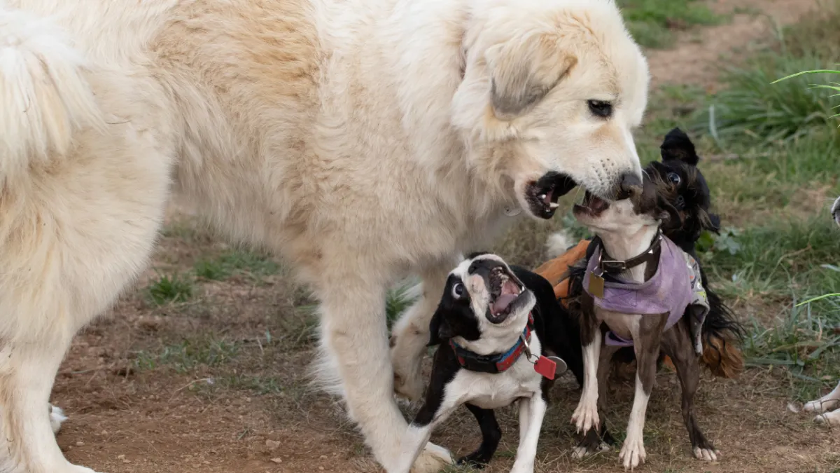Why Is My Great Pyrenees Aggressive With My Other Dogs?