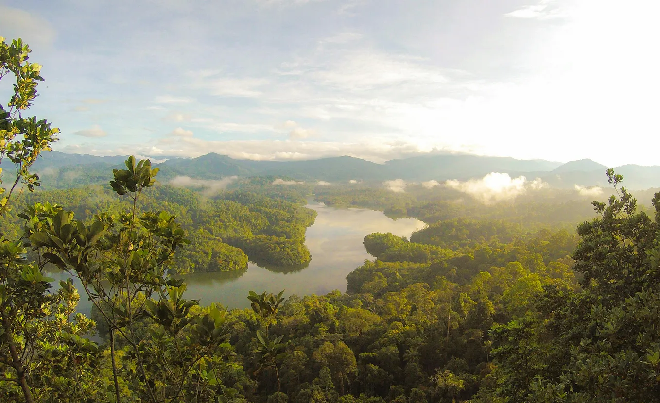 Life in Old-Growth Forests — A Fight for Survival