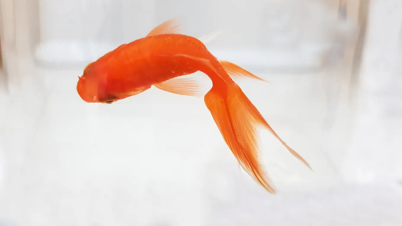 Be a Goldfish