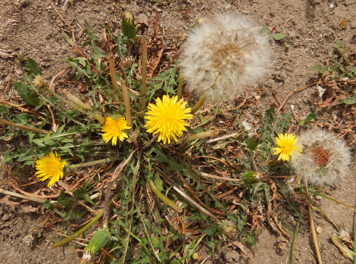 Dandelion in Bloom and Reseeding